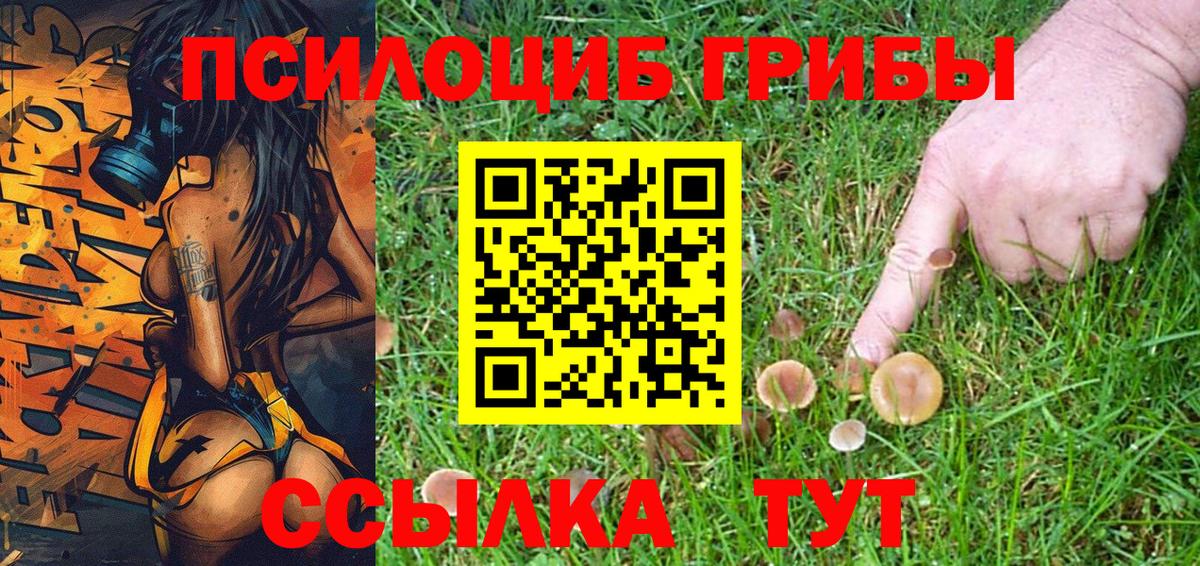 Псилоцибиновые грибы Psilocybe Фрязино